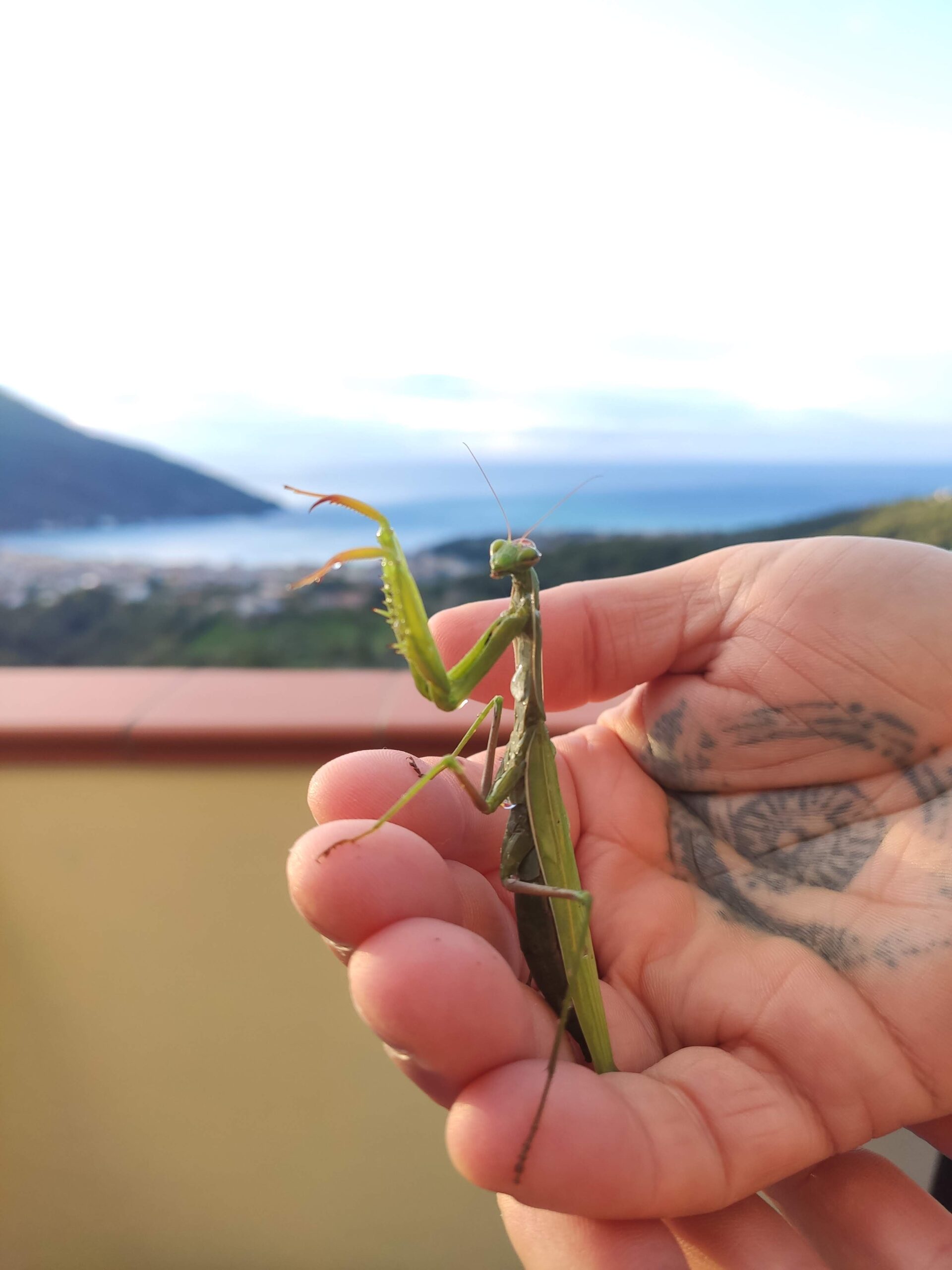 mantide in Fattoria Attanasio