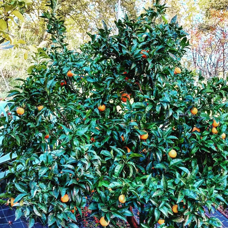 arancio giovanni