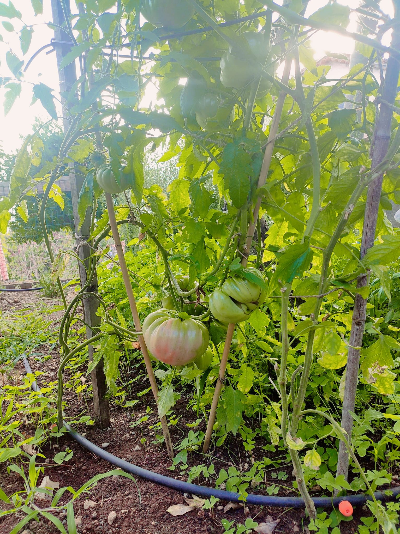 pomodori Maratea