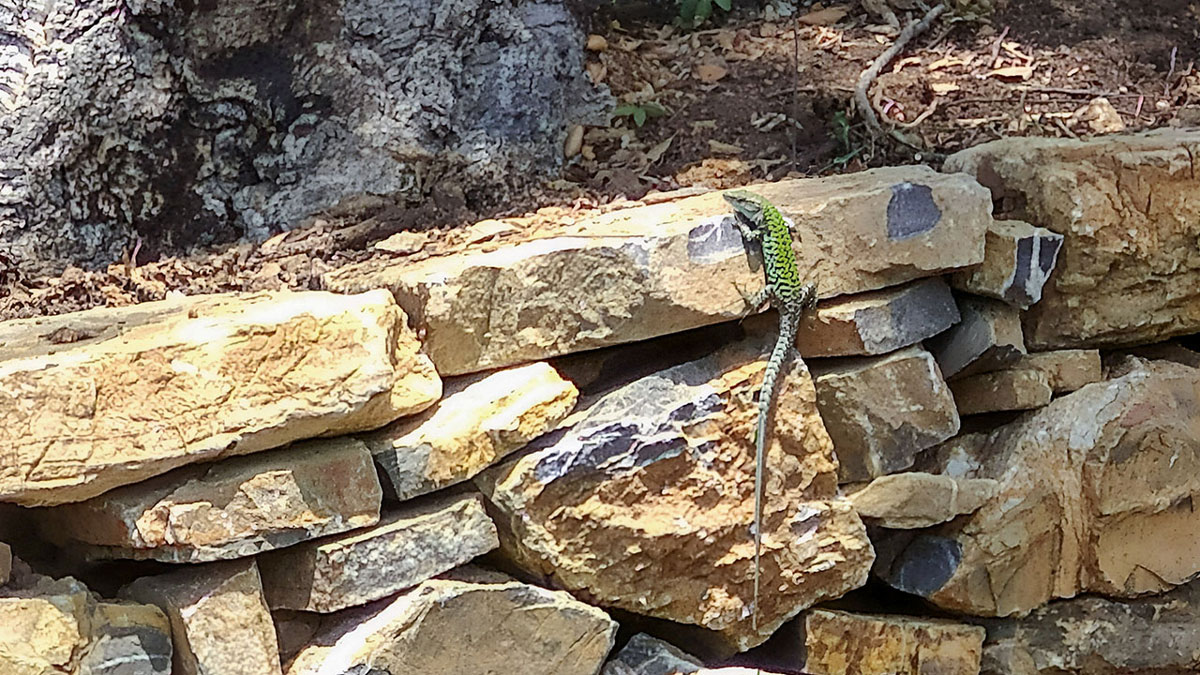 Lucertola campestre (Podarcis siculus)